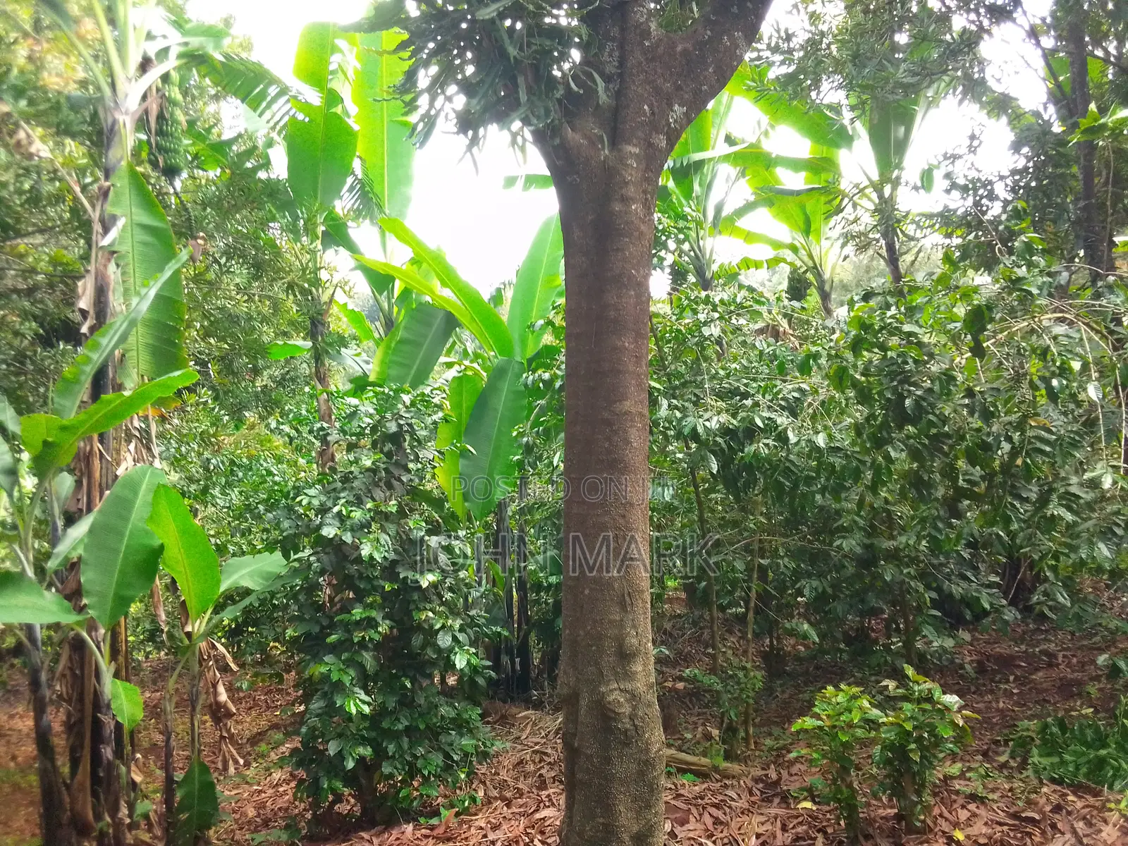 1/4 (One-Quarter) of an Acre.
