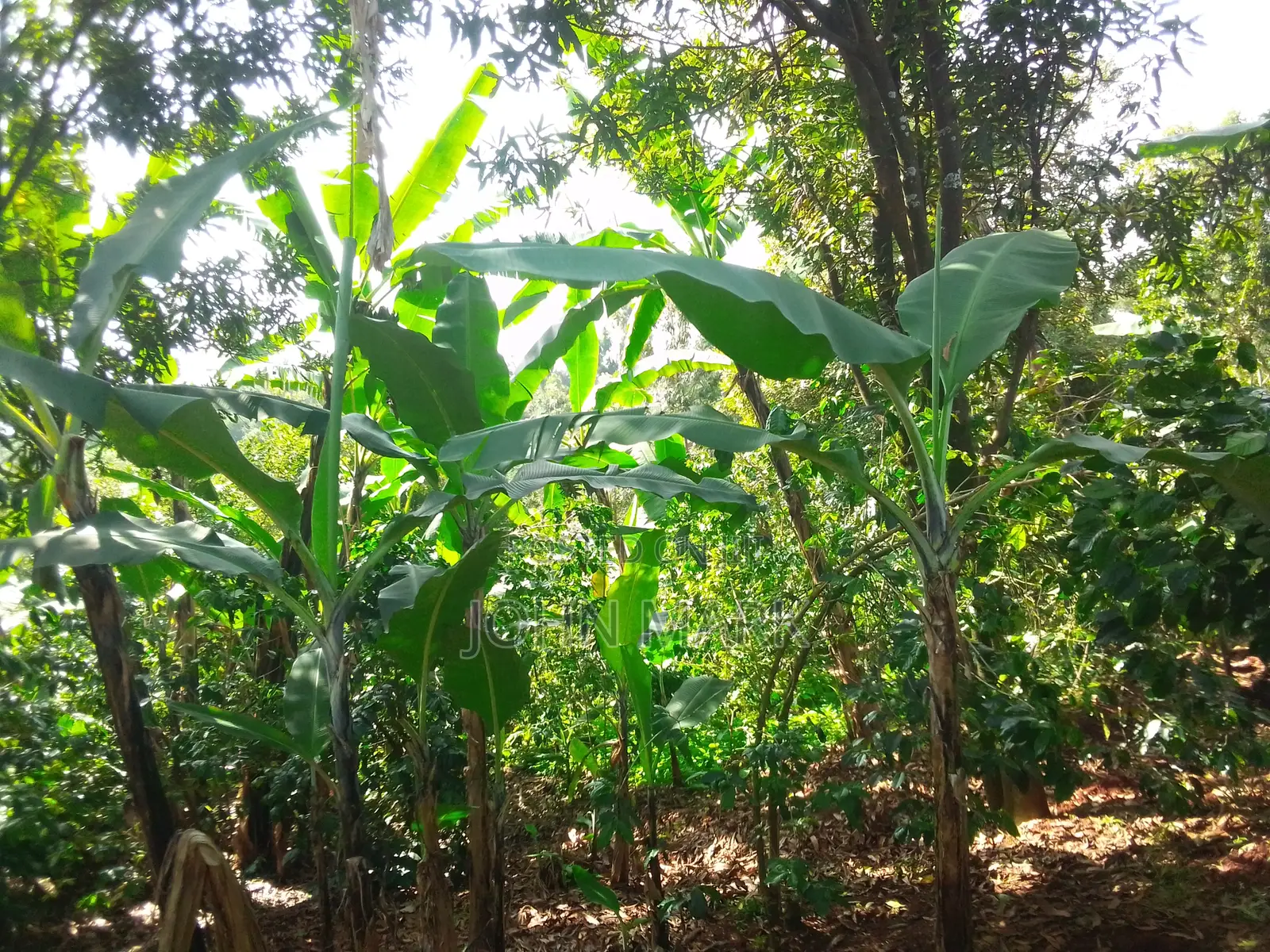 1/4 (One-Quarter) of an Acre.
