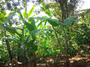 1/4 (One-Quarter) of an Acre.