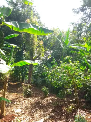 1/4 (One-Quarter) of an Acre.