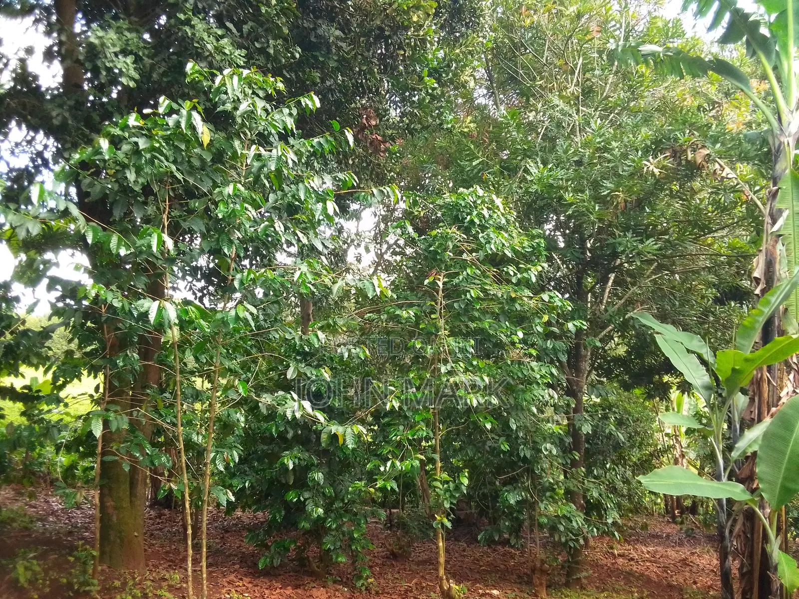 1/4 (One-Quarter) of an Acre.