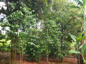 1/4 (One-Quarter) of an Acre.