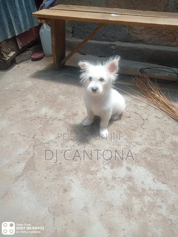 3-6 months Female Purebred Japanese Spitz - thumbnail 2