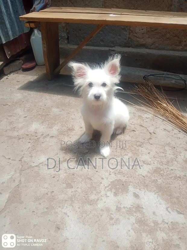 3-6 months Female Purebred Japanese Spitz - main view