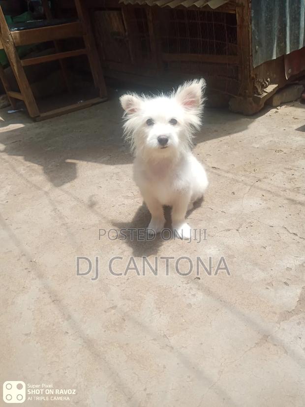 3-6 months Female Purebred Japanese Spitz - thumbnail 3