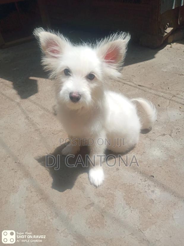 3-6 months Female Purebred Japanese Spitz - thumbnail 5