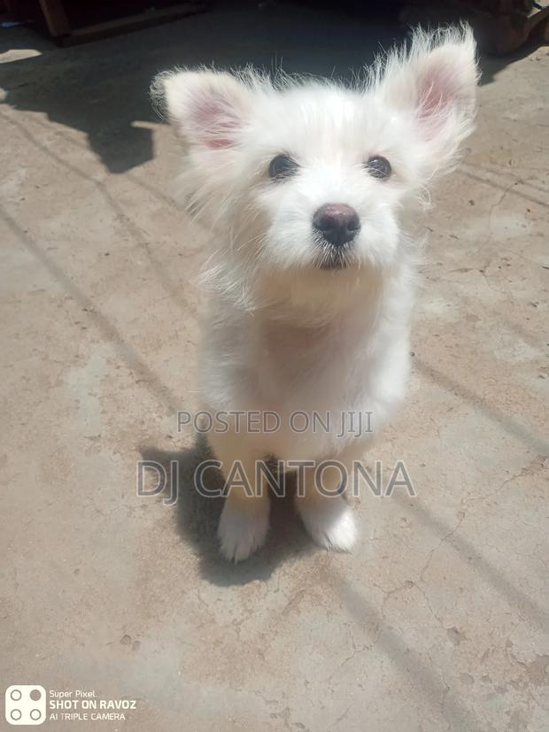 3-6 months Female Purebred Japanese Spitz - thumbnail 6