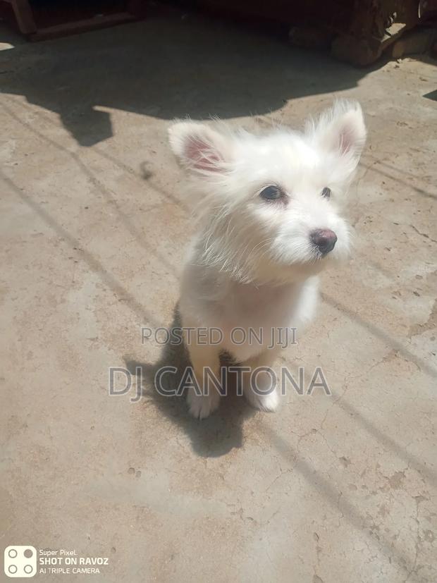 3-6 months Female Purebred Japanese Spitz - thumbnail 7