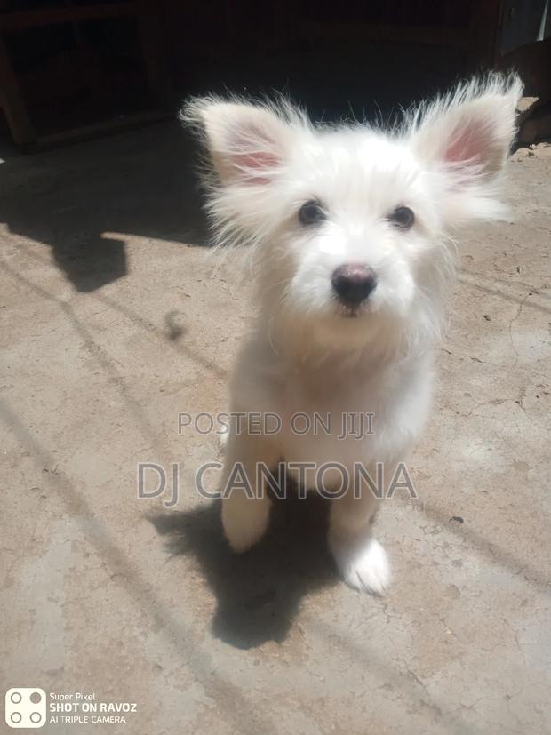 3-6 months Female Purebred Japanese Spitz - thumbnail 8