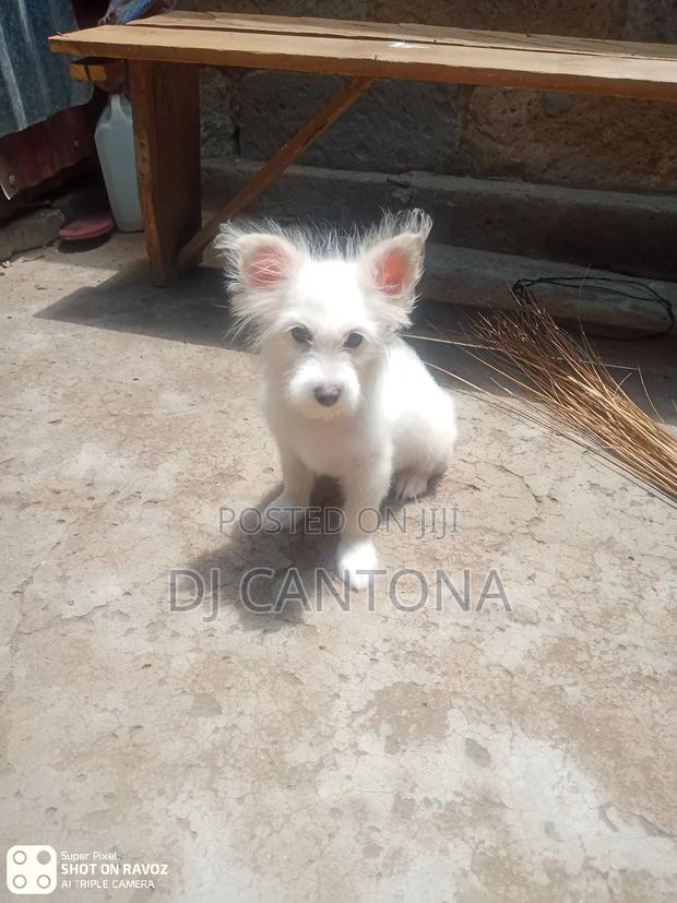 3-6 months Female Purebred Japanese Spitz - thumbnail 9