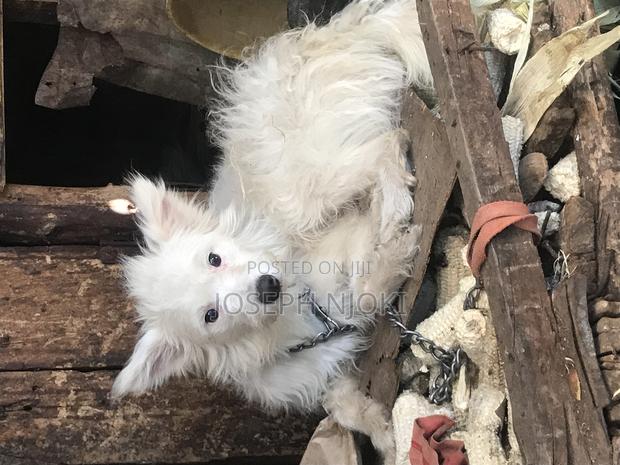 1+ year Male Purebred Maltese