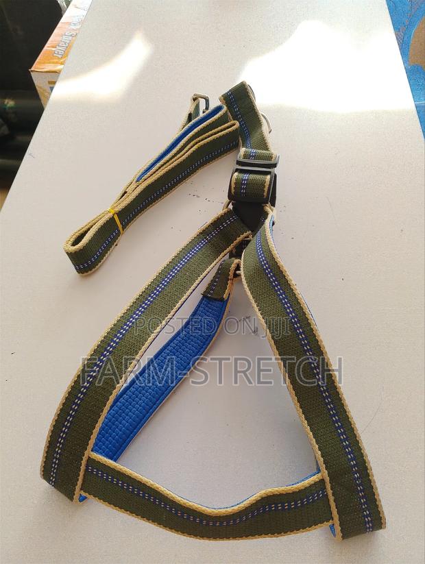 Big Dog Leash and Harness - main view