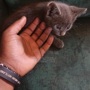 1-3 months Male Purebred Russian Blue - thumbnail 3