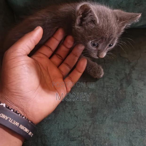 1-3 months Male Purebred Russian Blue - thumbnail 5
