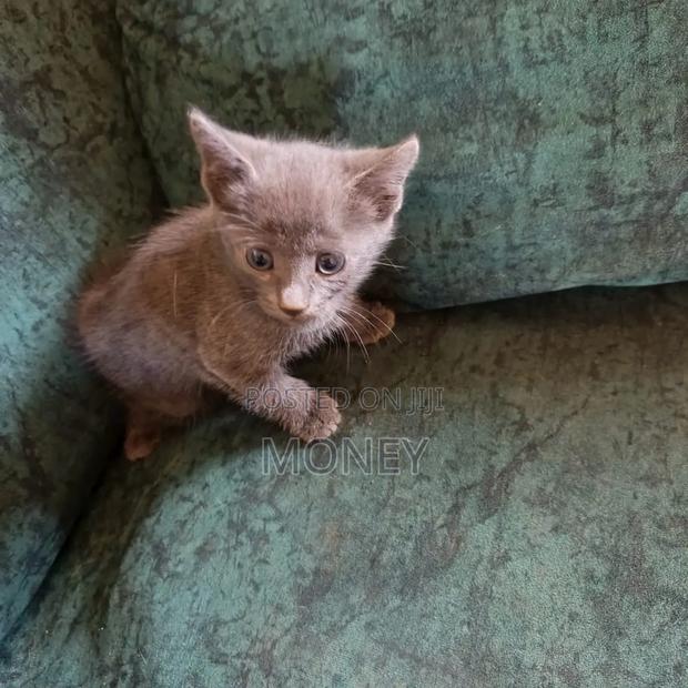 1-3 months Male Purebred Russian Blue - thumbnail 4