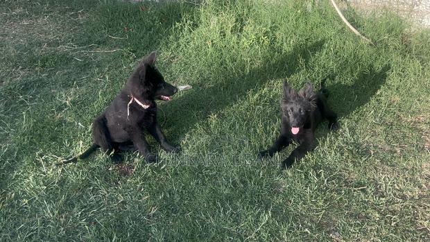 3-6 months Male Purebred German Shepherd - thumbnail 6