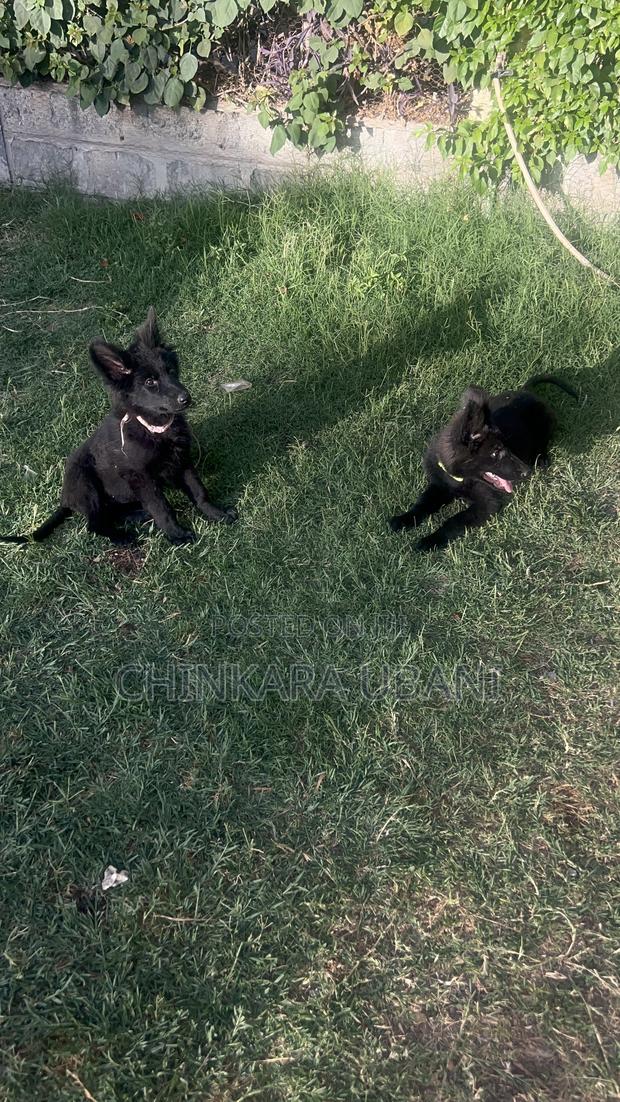 3-6 months Male Purebred German Shepherd - thumbnail 7