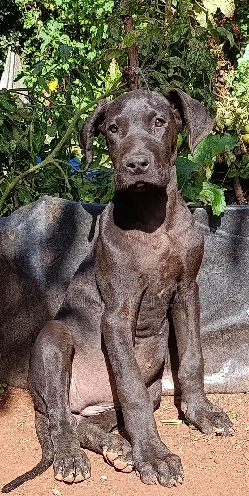 3-6 months Female Purebred Great Dane