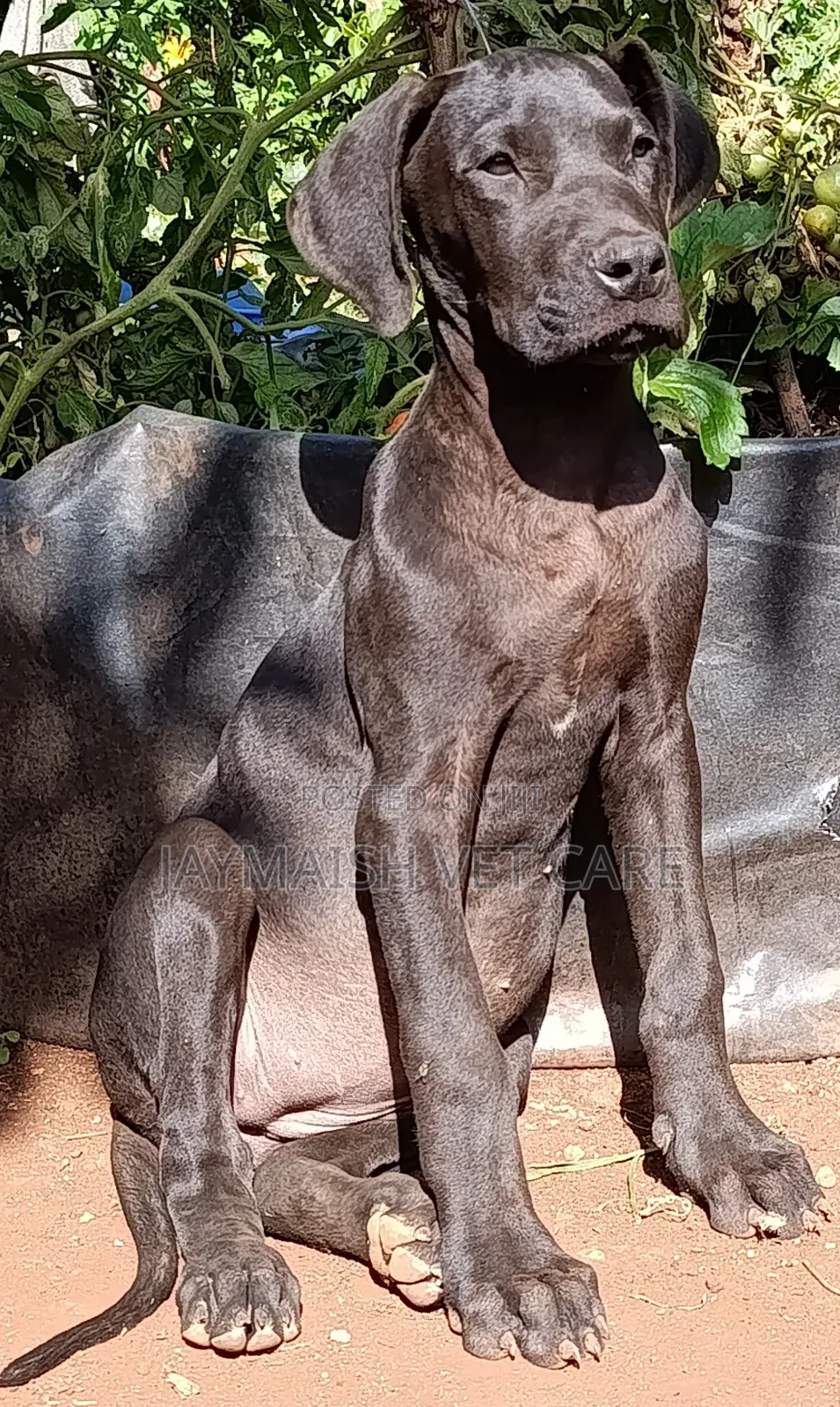 3-6 months Female Purebred Great Dane