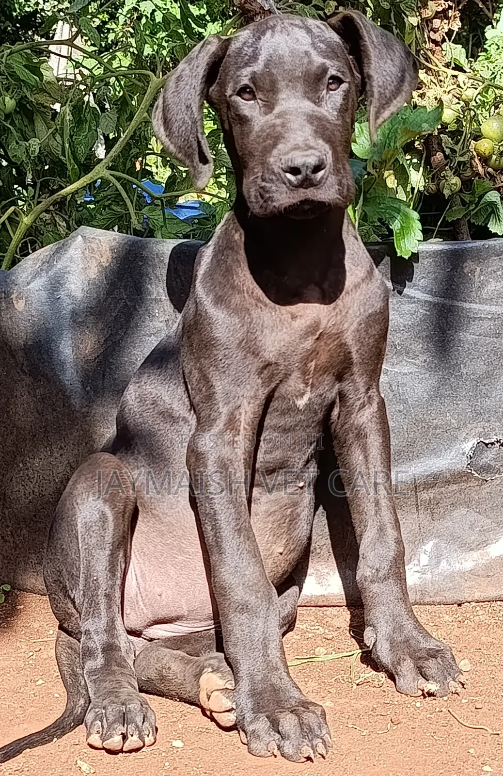 3-6 months Female Purebred Great Dane