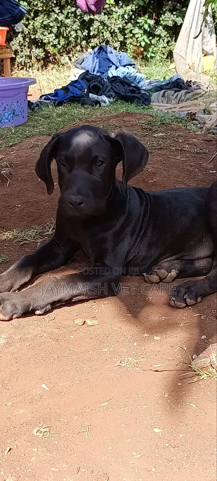 3-6 months Female Purebred Great Dane