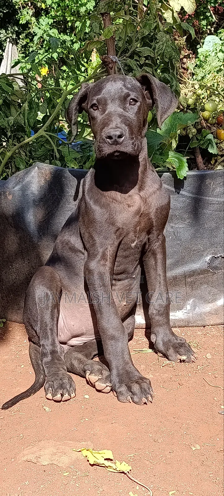 3-6 months Female Purebred Great Dane