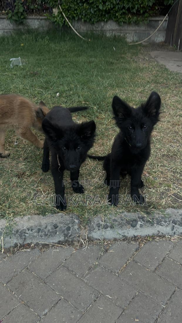 3-6 months Male Purebred German Shepherd - thumbnail 8