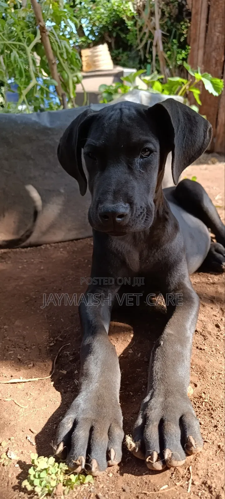 3-6 months Female Purebred Great Dane
