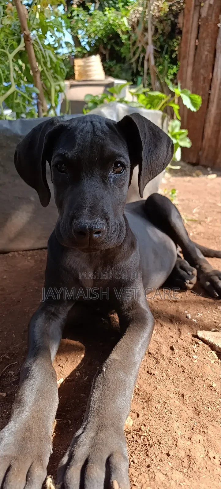 3-6 months Female Purebred Great Dane