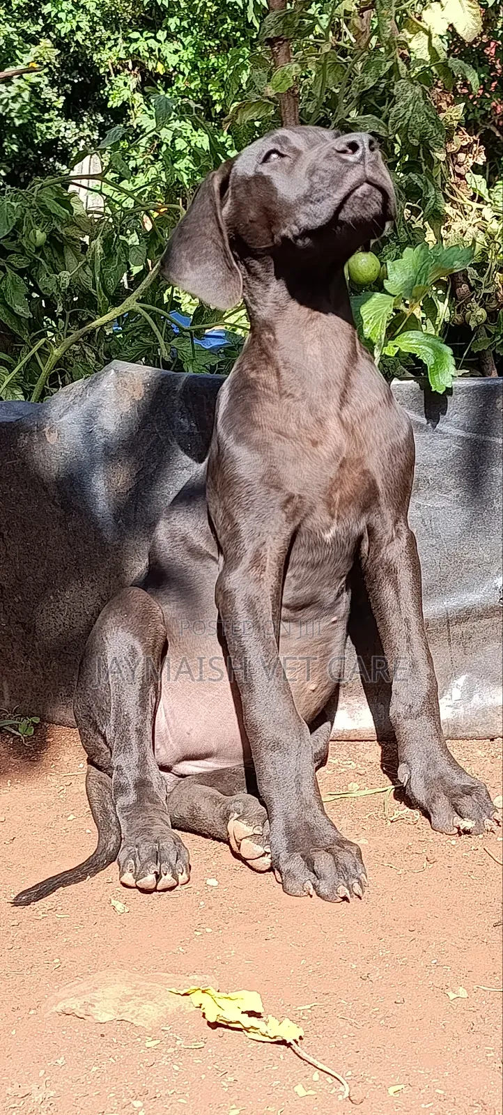 3-6 months Female Purebred Great Dane