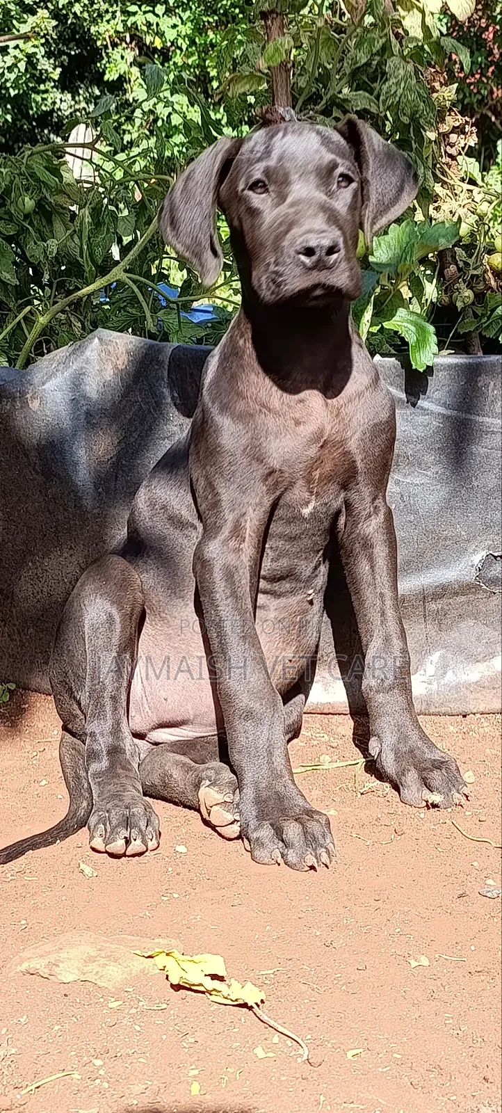 3-6 months Female Purebred Great Dane