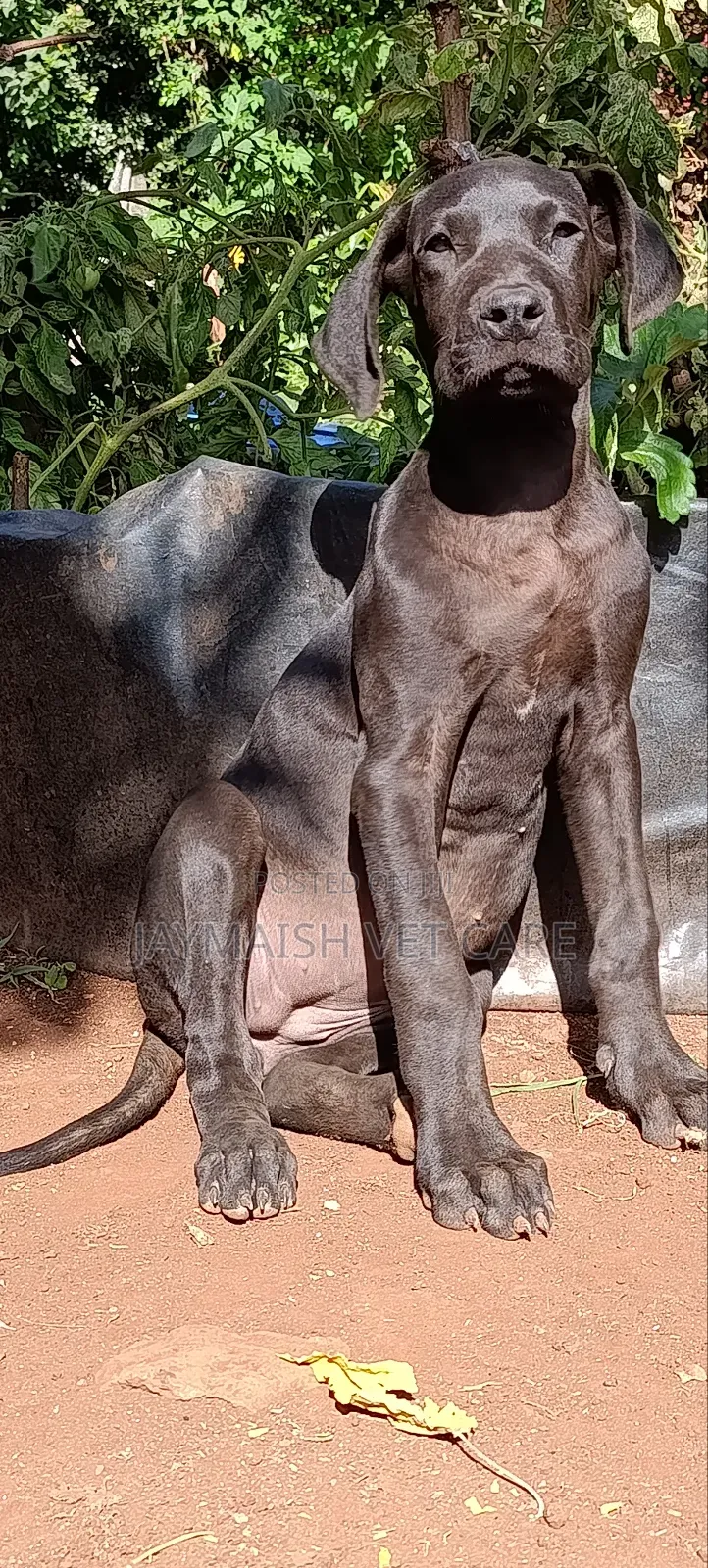 3-6 months Female Purebred Great Dane