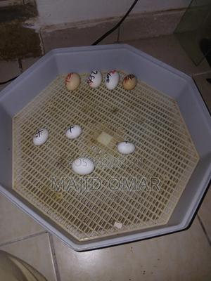 Silky Eggs - main view