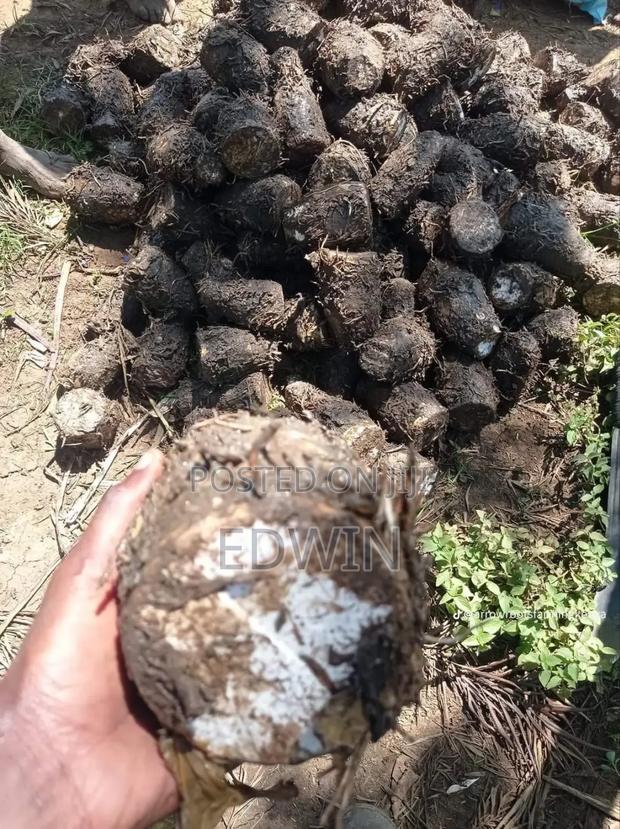 Fresh Nduma - thumbnail 3