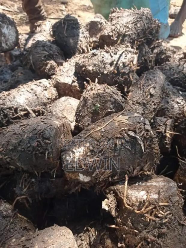 Fresh Nduma - thumbnail 4