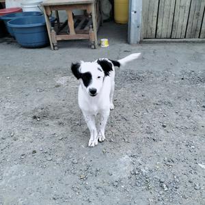 3-6 months Male Purebred Chihuahua - main view