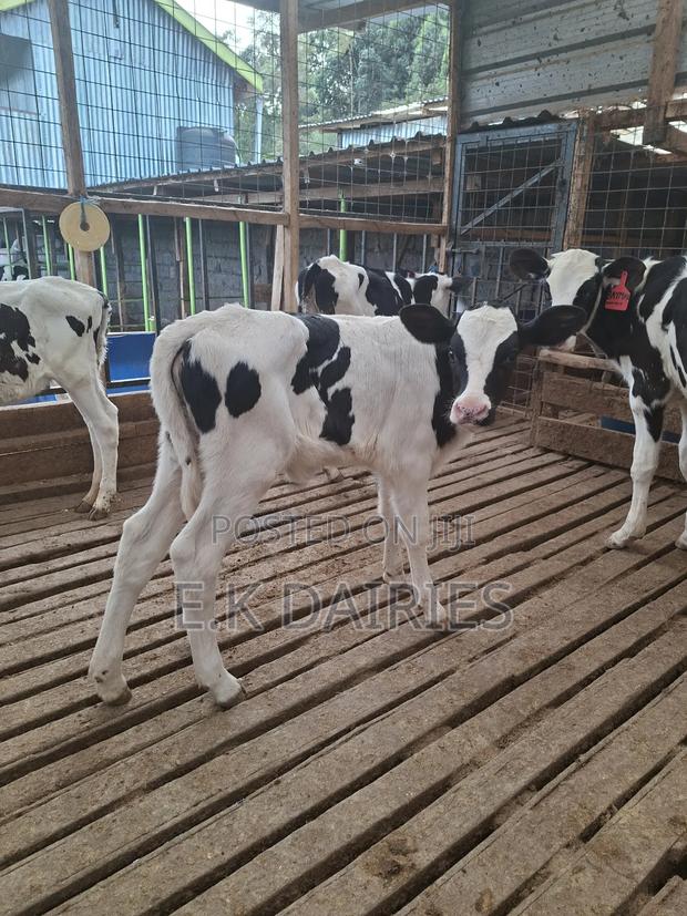 Super Perdigree Weaned Calves - main view