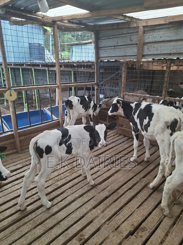 Super Perdigree Weaned Calves - thumbnail 2