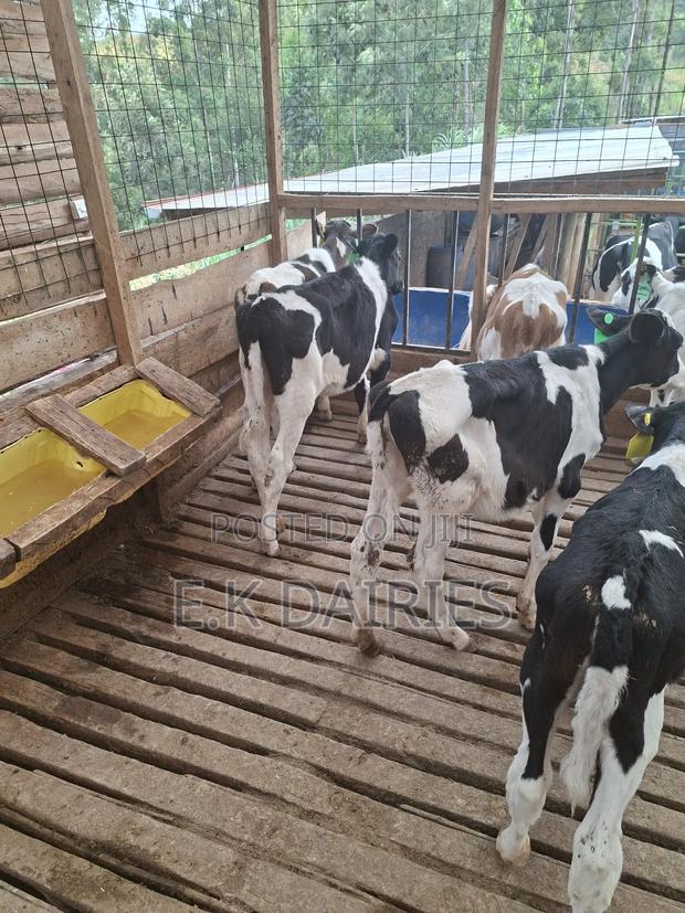 Super Perdigree Weaned Calves - thumbnail 3