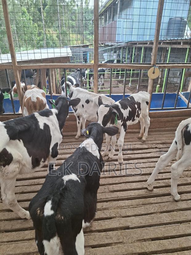 Super Perdigree Weaned Calves - thumbnail 4