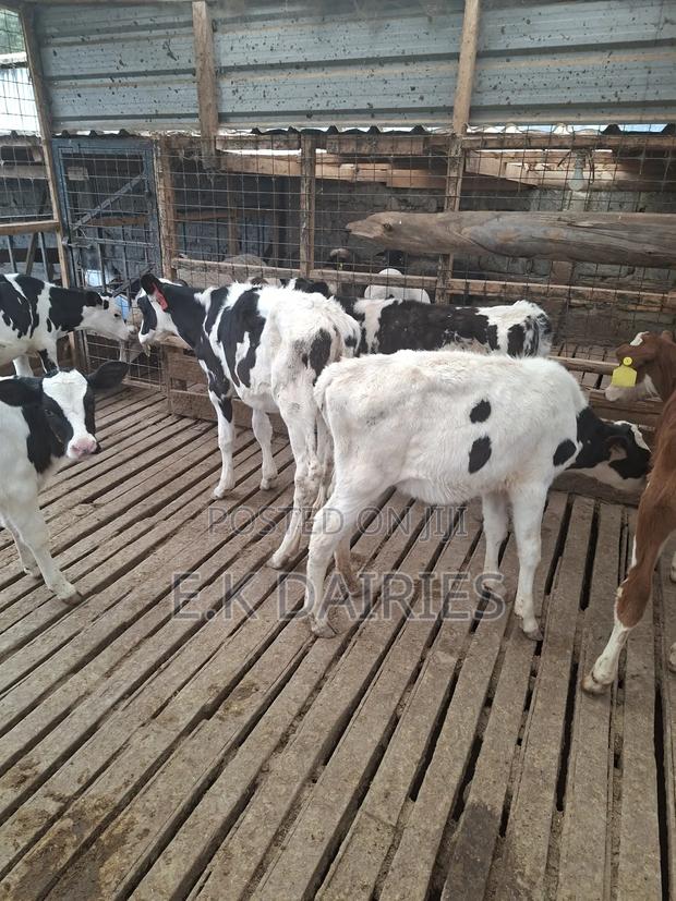 Super Perdigree Weaned Calves - thumbnail 5