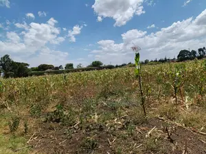 50 X 100 Plots in Kiamunyi