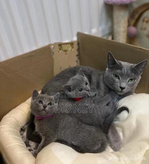 1-3 months Male Purebred Russian Blue - thumbnail 2