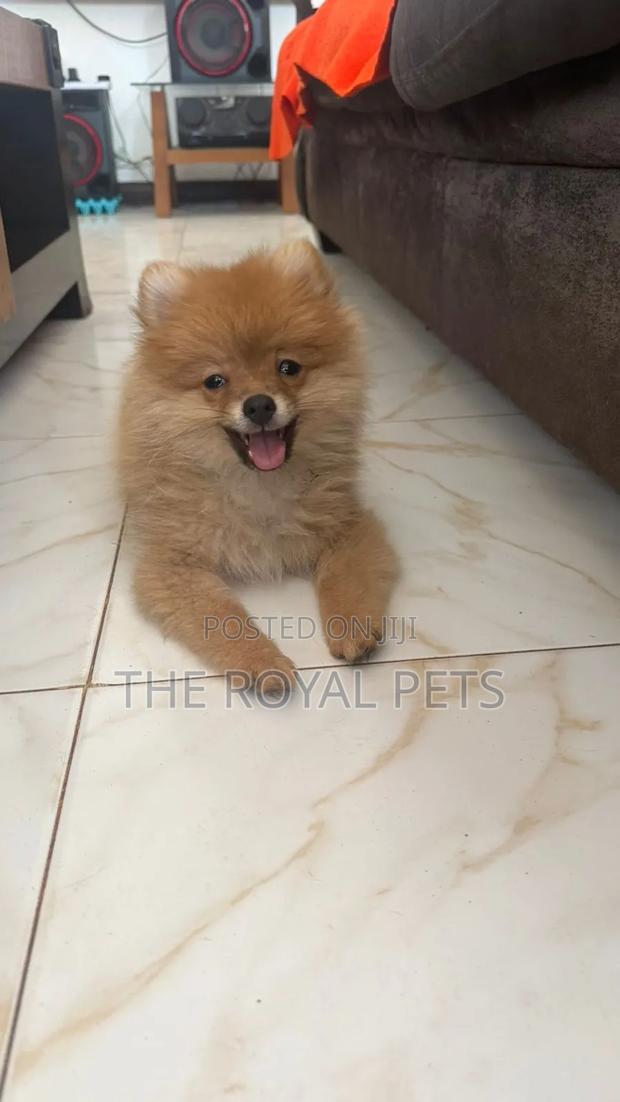 1-3 months Male Purebred Pomeranian