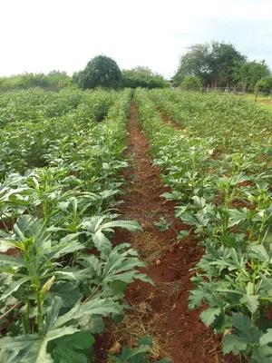 10 Acres For Sale Kibwezi -makueni Country