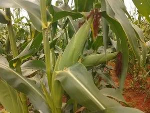 10 Acres For Sale Kibwezi -makueni Country