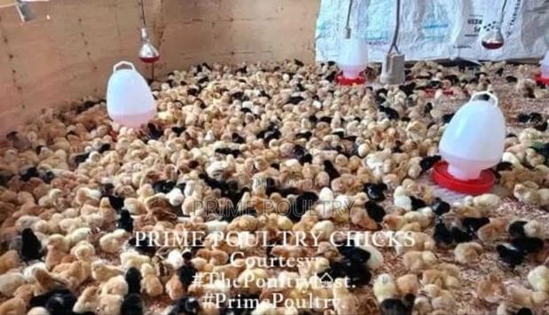 Prime Poultry Chicks - main view