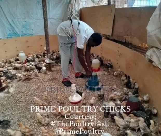 Prime Poultry Chicks - thumbnail 2