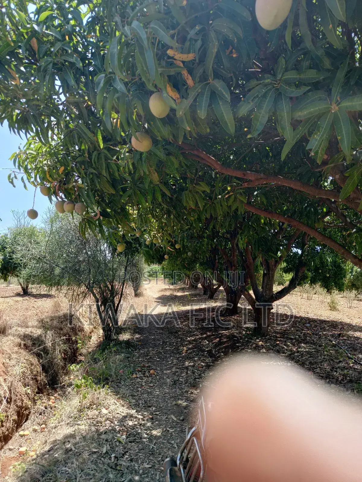 2 Acres in Kambiti for Mango Farming
