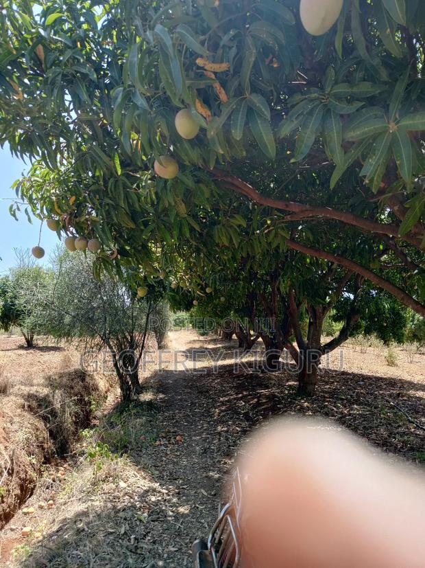 2 Acres in Kambiti for Mango Farming - main view